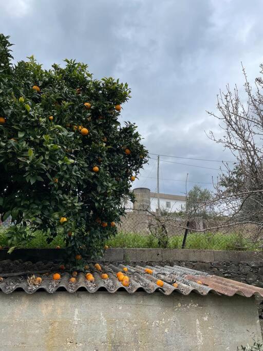 Casa Da Celeste Maljoga de Proenca Eksteriør billede
